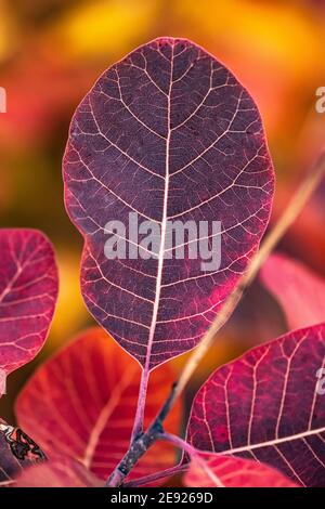 Vue rapprochée des feuilles d'automne Banque D'Images