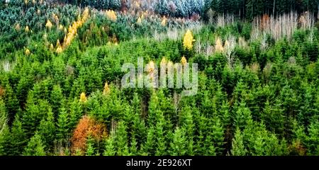 Vue panoramique sur le bois de pin vert juteux avec peu de neige Banque D'Images