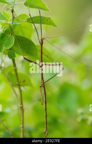 Un Walkingstick du Nord se déplaçant dans un Bush au National Butterly Centre. Banque D'Images