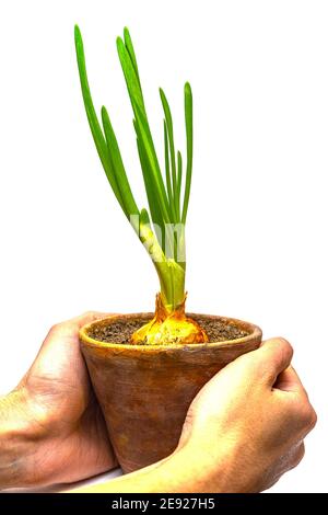 Faire marcher avec des oignons verts frais dans les mains, isoler sur le blanc Banque D'Images