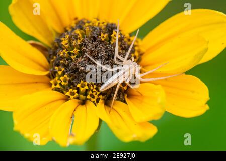 Une araignée de crabe oblong sur une fleur sauvage de Susan aux yeux de Blacl en attente de la proie. Banque D'Images