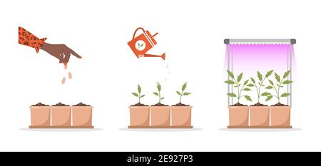 Phases de croissance des semis en pot sous lampe phyto. Stades de croissance de la plante de la pousse aux légumes. Illustration vectorielle de style dessin animé plat. Domestique Illustration de Vecteur