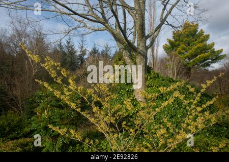 Fleurs d'hiver jaunes sur un arbuste de Hazel de sorcière (Hamamelis x intermedia 'pallida') croissant dans un jardin de Cottage de campagne dans le Devon rural, Angleterre, Royaume-Uni Banque D'Images