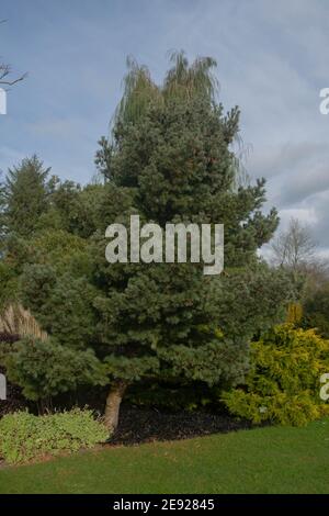 Feuillage d'hiver vert foncé et sur un Weymouth ou un pin blanc de l'est (Pinus strobus 'Kruger's Lilliput') poussant dans un jardin dans le Devon rural, en Angleterre Banque D'Images