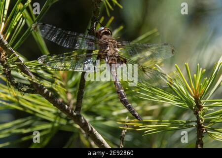 Une dragonmouche de la queue de Prince perchée sur une branche de pin. Banque D'Images