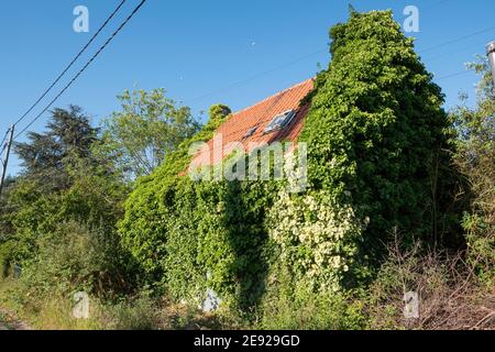 Ancienne maison abandonnée complètement surcultivée avec de l'ivy Banque D'Images