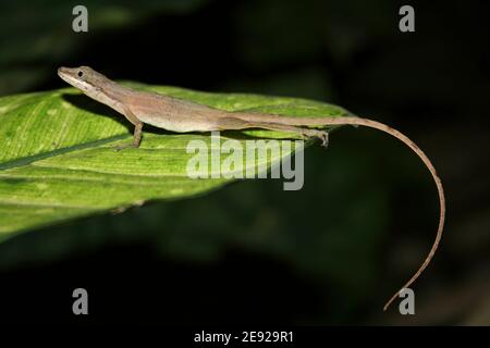 Anole Lizard - Anole frontière (alias Anole mince) Anolis limifrons la nuit, Costa Rica Banque D'Images
