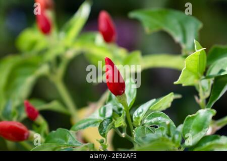 Un poivron rouge en annuum poussant sur la plante sur un fond flou de nature avec des feuilles et des poivrons verts. Banque D'Images