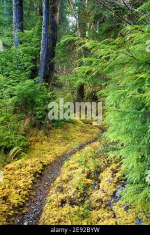Sams River Loop Trail, qui traverse une forêt tempérée ancienne, la forêt tropicale de Queets, le parc national olympique, le comté de Jefferson, Washington, États-Unis Banque D'Images