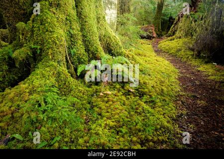 Sams River Loop Trail, qui traverse une forêt tempérée ancienne, la forêt tropicale de Queets, le parc national olympique, le comté de Jefferson, Washington, États-Unis Banque D'Images