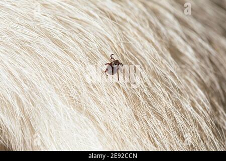 gros plan sur la fourrure d'animal. Rhipicephalus Sanguineus Banque D'Images