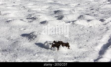 Fraîchement creusé molehill peeking hors du sol couvert de neige. Les grains de beauté ne sont pas mis en veille prolongée. Banque D'Images