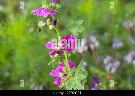 Brindilles avec une fleur de Malva sylvestris. Fleur violette. Banque D'Images