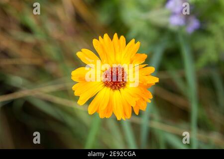 Vue de haut en bas sur une fleur jaune de Calendula officinalis. Une fleur vivace, également connue sous le nom de marigold. Banque D'Images