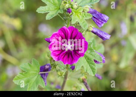 La prolifération de Malva sylvestris (communément appelé malow commun). Fleur pourpre, arrière-plan flou. Banque D'Images