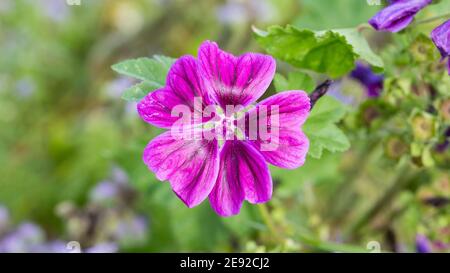 Gros plan de la malow commune (nom latin : Malva sylvestris). Fleur pourpre. Format Panorama, arrière-plan flou. Banque D'Images