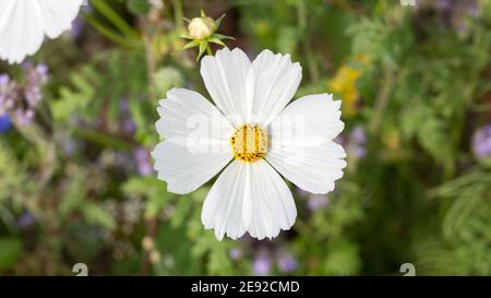 Vue rapprochée sur la fleur blanche du jardin Cosmos. Nom latin : COSMOS bipinnatus. Banque D'Images