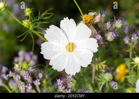Gros plan de la fleur blanche de Garden Cosmos. Belle fleur avec huit pétales. Banque D'Images