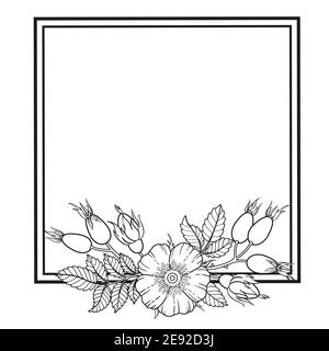 Cadre de fleurs, de branches et de feuilles de rose de chien. Image vectorielle isolée sur fond blanc. Livre de coloriage pour adultes, éléments pour la conception d'emballage de Illustration de Vecteur