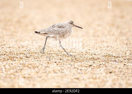 Willet sur une plage dans le Wisconsin pendant la migration de printemps. Banque D'Images