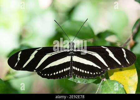 Un papillon zèbre héliconien au Centre national des papillons. Banque D'Images