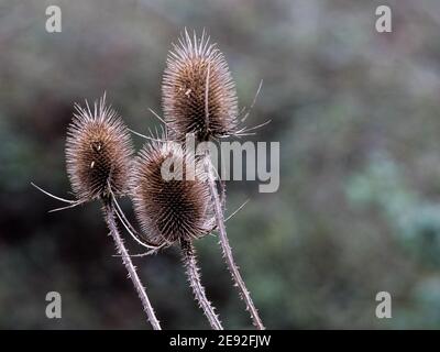 Têtes de graines à thé (Dipsacus fullonum) poussant dans la nature à Wiltshire, Angleterre, Royaume-Uni. Banque D'Images