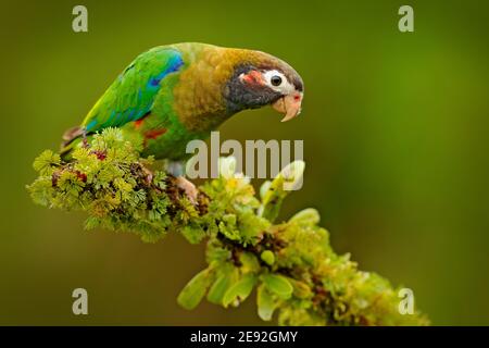 Perroquet à capuchon brun, Pionopsitta haematotis, Mexique, perroquet vert à tête brune. Gros plan détaillé d'un oiseau d'Amérique centrale. Banque D'Images