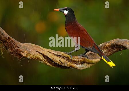 Montezuma Oropendola, Psarocolius montezuma, portrait d'oiseau exotique du Costa Rica, fond vert clair. Scène sauvage de la nature tropicale, bir Banque D'Images