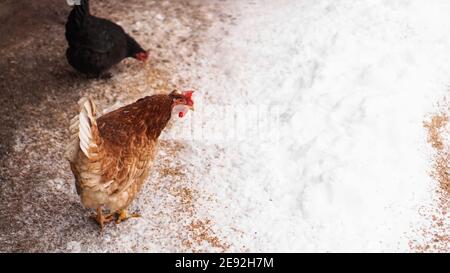 Poule dans l'arrière-cour en hiver. Le poulet pique le grain de la neige Banque D'Images