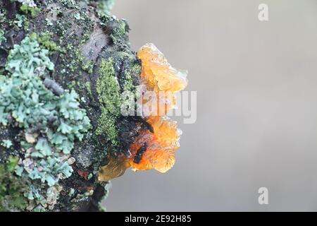 La gummose est la formation de parcelles d'une substance gélisée à la surface de certaines plantes, en particulier des arbres fruitiers. Cela se produit lorsque la sève déborde de Banque D'Images