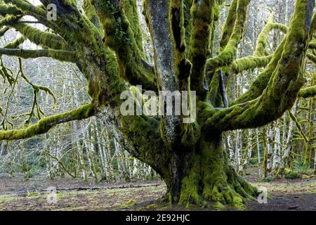 Tronc et branches inférieures d'un grand érable à grandes feuilles, avec forêt d'aulnes rouges en arrière-plan, terrain de camping Fairholme, Parc national olympique, Jeff Banque D'Images