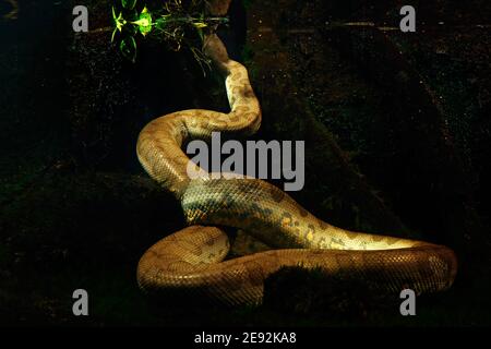 Anaconda verte dans l'eau sombre, photographie sous-marine avec grand serpent dans la nature habitat de rivière, Pantanal, Brésil. Banque D'Images