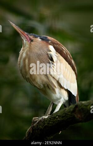 Petit Bittern, Ixobrychus minutus, assis sur la branche avec l'abeille. Banque D'Images