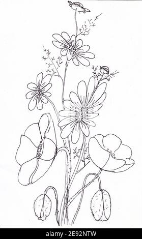 Bouquet de pâquerettes et de coquelicots. Esquisse de fleurs. Bourgeon de pavot, fleur, feuille, plante de camomille. Livre de coloriage fleurs d'été. Le dessin est dessiné à la main o Banque D'Images