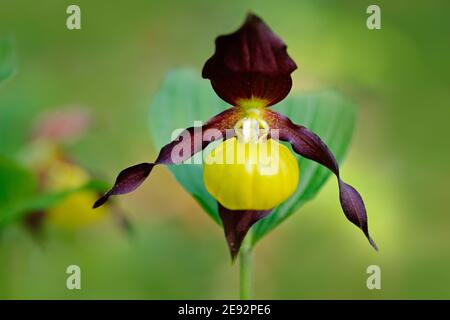 Orchidée lady's Slipper, Cypripedium calceolus, orchidée sauvage terrestre européenne en fleurs dans un habitat naturel, détail de la fleur, fond vert clair, C Banque D'Images