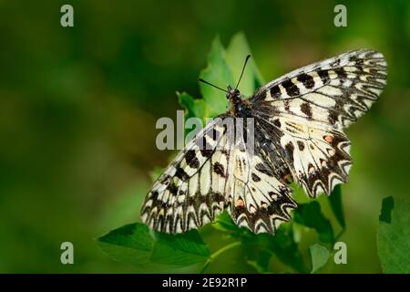 Papillon Festoon méridional, Zerynthia polyxena, sucer le nectar de la fleur de l'iris violet foncé. Banque D'Images