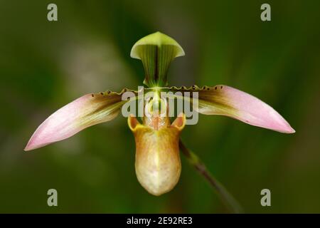 Orchidée sauvage Paphiopedilum wenshanense, Yunnan China, pentes herbeuses. Fleur d'orange dans l'habitat de la nature. Fleur sauvage d'Amérique du Sud. Nature ho Banque D'Images