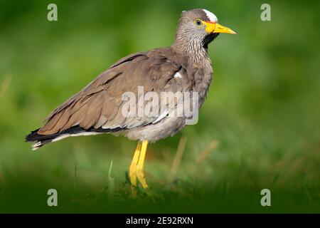 Oiseau africain Lapwing à tête battoue, Vanellus senegallus, avec bec jaune. Oiseau dans l'herbe verte d'été. Scène sauvage de la nature. Portrait détaillé de bi Banque D'Images