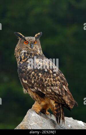 Grande OWL de l'aigle eurasien avec hérisson tué dans des talons, assis sur la pierre. Banque D'Images