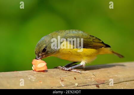 Oiseau bleu et jaune Euphonie Ã gorge jaune, Euphonie hirundinacea, Costa Rica. Femelle d'Euphonia se nourrissant de fruits orange. Scène sauvage du natu Banque D'Images