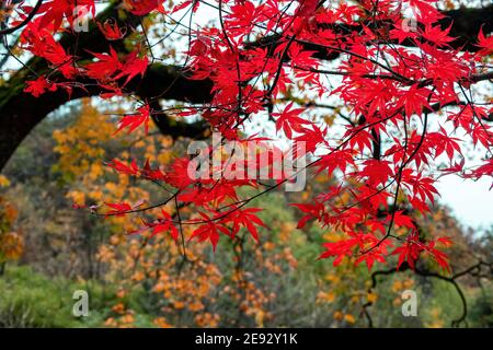 Centre sud shaanxi han zheng automne Banque D'Images