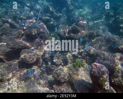 Plongée en apnée dans la réserve naturelle de Rosario, mer des Caraïbes, Colombie Banque D'Images