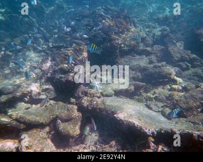 Plongée en apnée dans la réserve naturelle de Rosario, mer des Caraïbes, Colombie Banque D'Images