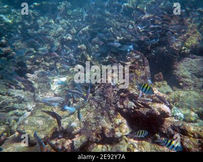 Plongée en apnée dans la réserve naturelle de Rosario, mer des Caraïbes, Colombie Banque D'Images