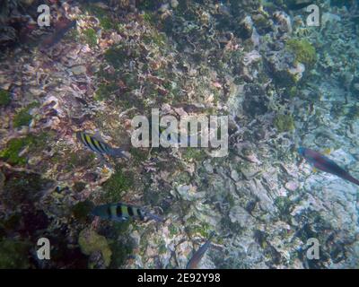 Plongée en apnée dans la réserve naturelle de Rosario, mer des Caraïbes, Colombie Banque D'Images