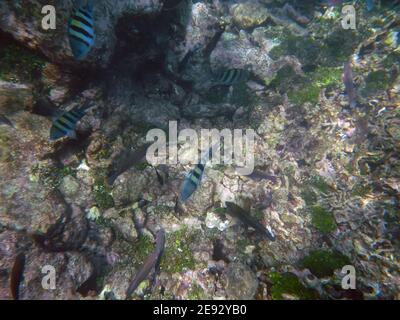 Plongée en apnée dans la réserve naturelle de Rosario, mer des Caraïbes, Colombie Banque D'Images