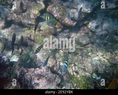 Plongée en apnée dans la réserve naturelle de Rosario, mer des Caraïbes, Colombie Banque D'Images