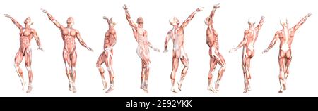 Anatomie conceptuelle ensemble sain de muscle corporel humain sans peau. Sportif jeune homme adulte posant pour l'éducation, le sport de forme physique, la médecine isolée sur W Banque D'Images