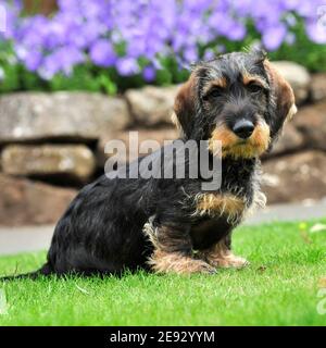 chiot dachshund à poil dur Banque D'Images