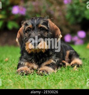 chiot dachshund à poil dur Banque D'Images